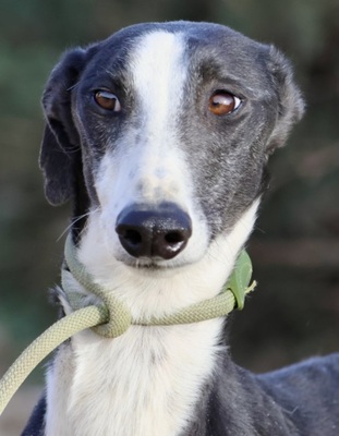 Shelly, Galgo Espanol - Hündin