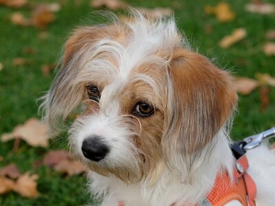 Shelly, Jack-Russell-Bichon-Mix - Hündin