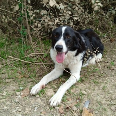 Shelly - eine sehr lernbereite Hündin 🙂‍↕️, Hütehund Mix - Hündin