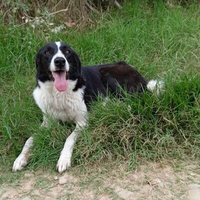 Shelly - eine sehr lernbereite Hündin 🙂‍↕️, Hütehund Mix - Hündin