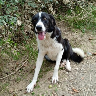 Shelly - eine sehr lernbereite Hündin 🙂‍↕️/ Vorgemerkt, Hütehund Mix - Hündin