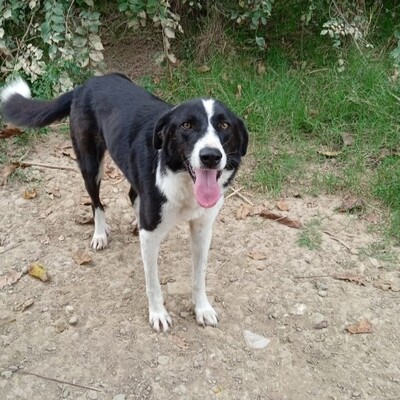 Shelly - eine sehr lernbereite Hündin 🙂‍↕️/ Vorgemerkt, Hütehund Mix - Hündin