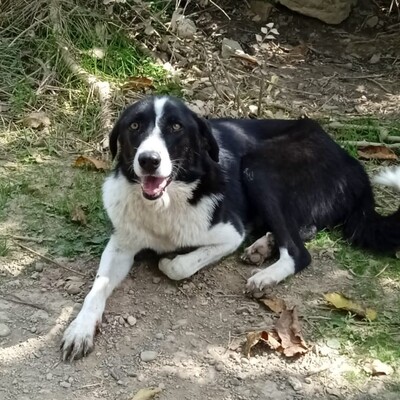 Shelly - eine sehr lernbereite Hündin 🙂‍↕️/ Vorgemerkt, Hütehund Mix - Hündin