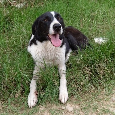 Shelly - eine sehr lernbereite Hündin 🙂‍↕️/ Vorgemerkt, Hütehund Mix - Hündin
