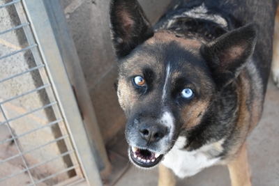 Shena (W)-lieb, verträglich, Mischling - Hündin