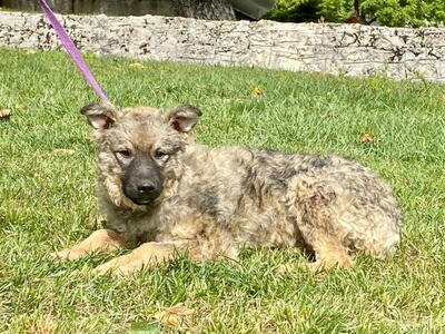 Shep möchte Teil IHRER Familie werden, Mischling - Rüde