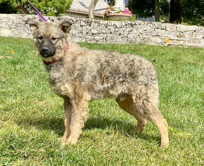 Shep möchte Teil IHRER Familie werden, Mischling - Rüde