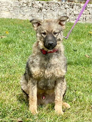 Shep möchte Teil IHRER Familie werden