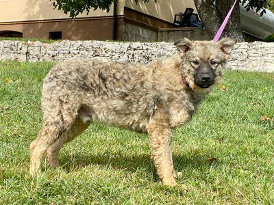 Shep möchte Teil IHRER Familie werden, Mischlinge - Hündin