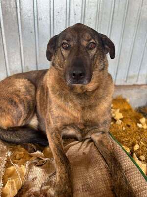 Sherlock, Mischling - Rüde