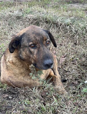 Sherlock, Mischling - Rüde