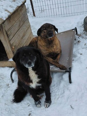 Sherlock, Mischling - Rüde