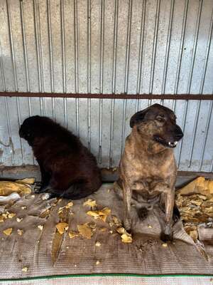 Sherlock, Mischling - Rüde
