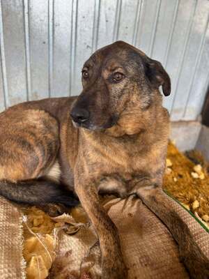 Sherlock, Mischling - Rüde