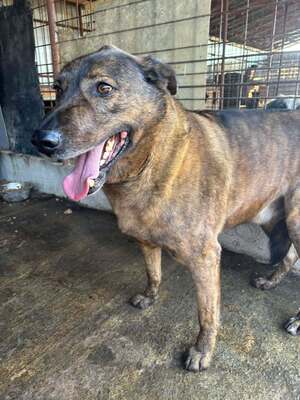 Sherlock, Mischling - Rüde