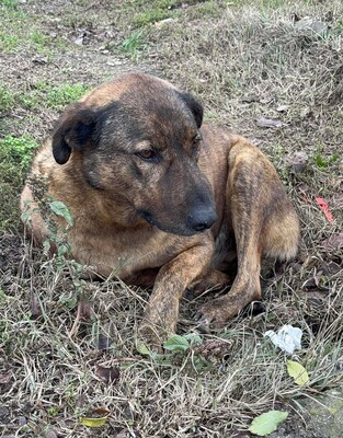 Sherlock, Mischling - Rüde