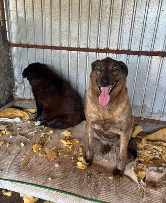 Sherlock, Mischling - Rüde