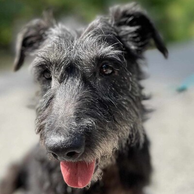 ❤️Sherlock netter Senior liebt Menschen und liebt es, geliebt zu werden ❤️, Mischling - Rüde