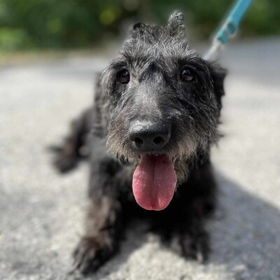 ❤️Sherlock netter Senior liebt Menschen und liebt es, geliebt zu werden ❤️, Mischling - Rüde