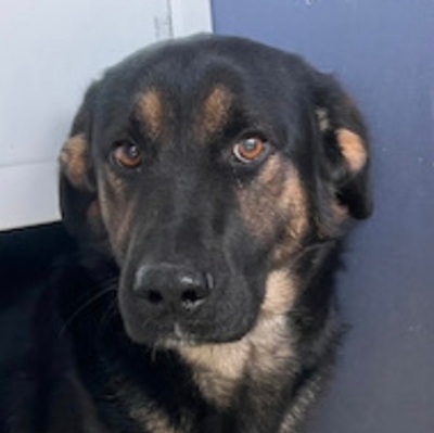 Sherrkam (m)- Junghund, verspielt, Mischling - Rüde