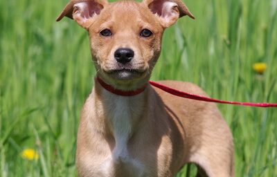 Sherry, Mischling Welpen - Hündin