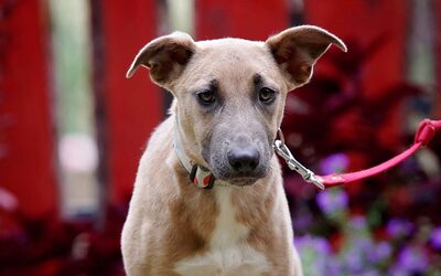 Sherry, Mischling Welpen - Hündin