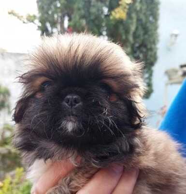 Shi Zu Mix Welpen - Hündin