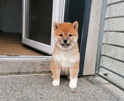 Shiba Inu Welpen - Hündin