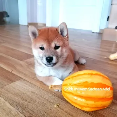 Shiba Inu Welpen - Hündin