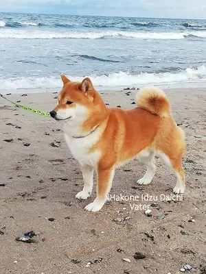Shiba Inu Welpen - Hündin