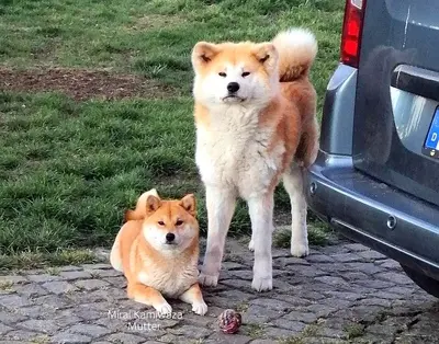 Shiba Inu Welpen - Hündin