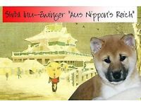 , Shiba Inu Welpen - Hündin