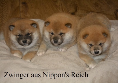 , Shiba Inu Welpen - Hündin