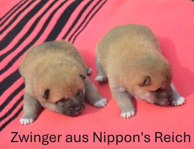 Shiba Inu Welpen - Hündin