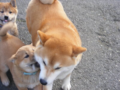 Shiba Inu Welpen - Hündin