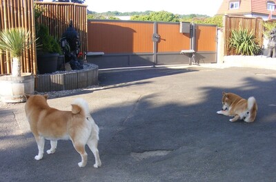 Shiba Inu Welpen - Hündin