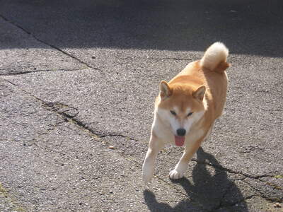 Shiba Inu Welpen - Hündin
