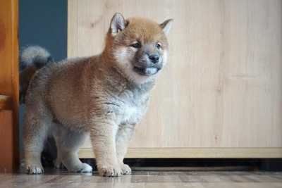 Shiba Inu Welpen - Rüde