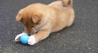 Shiba Inu Welpen - Rüde