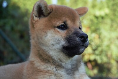 Shiba Inu zu verkaufen, Shiba Inu Welpen - Hündin