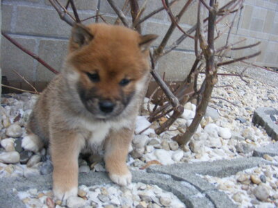 Shiba inu Welpen - Hündin
