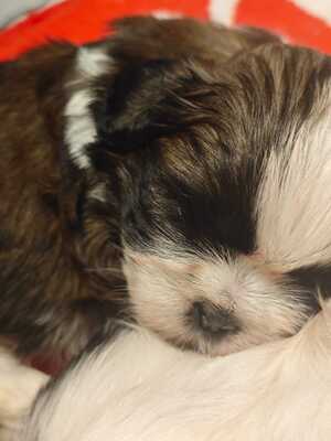 Shih Tzu Welpen - Rüde 1
