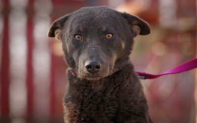 Shinka, Sinka Mix Welpen - Hündin