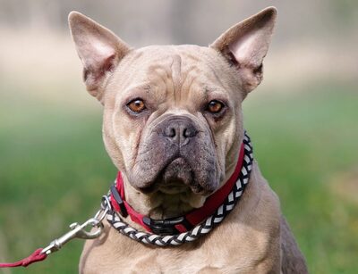 Shiny, FRANZÖSISCHE BULLDOGGE - Hündin
