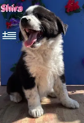 Shira, griechischer Schäferhund Welpen - Hündin