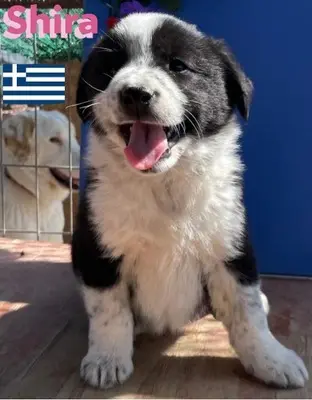 Shira, griechischer Schäferhund Welpen - Hündin