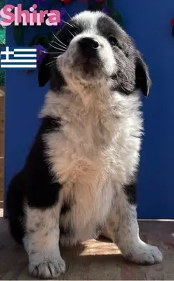 Shira, griechischer Schäferhund Welpen - Hündin