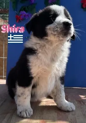 Shira, griechischer Schäferhund Welpen - Hündin