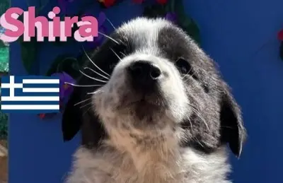 Shira, griechischer Schäferhund Welpen - Hündin