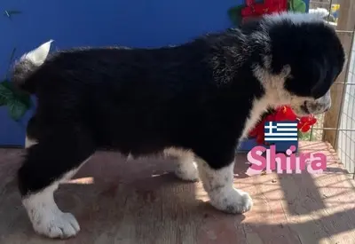 Shira, griechischer Schäferhund Welpen - Hündin